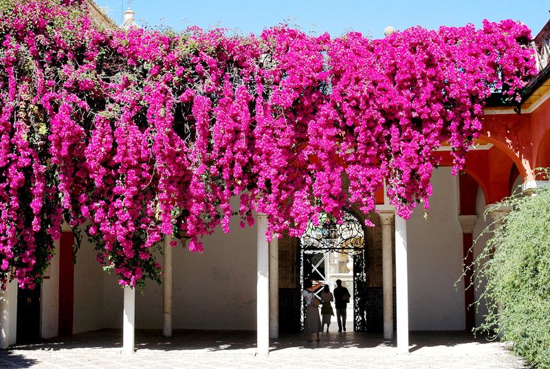 Andalusie - květinový vodopád